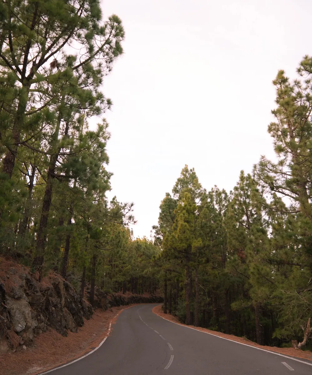 Camino de asfalto que atraviesa un bosque de pinos
